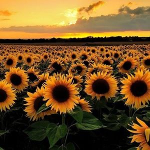 Meet your Posher, Daisy